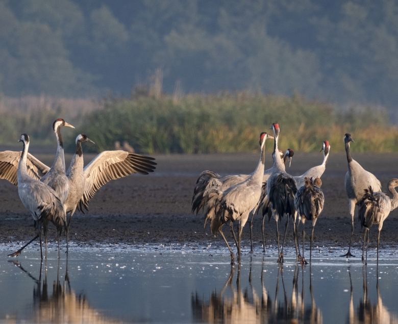 Żurawie. Fot. Ewa Nowak