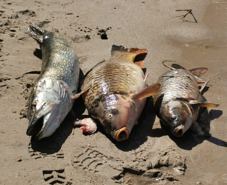 Fot. Dariusz Lesznar