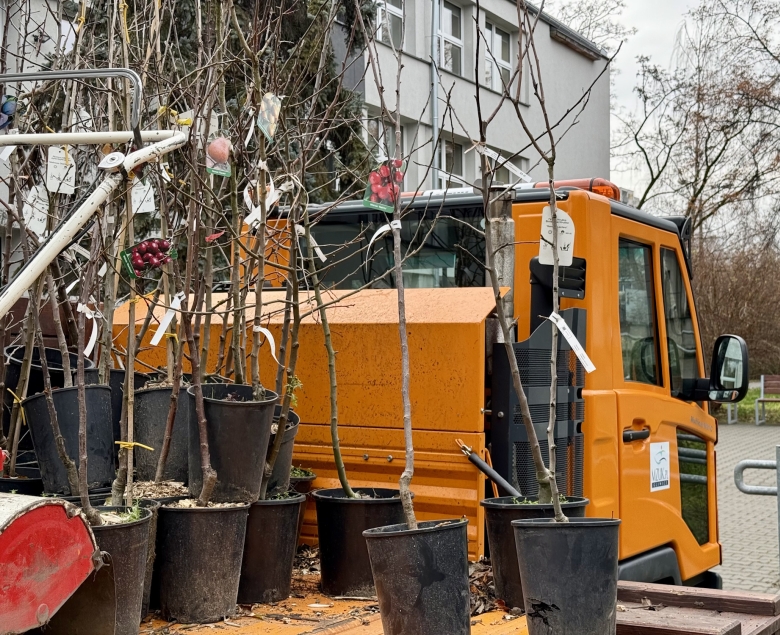 Sadzenie drzew owocowych w mieście. Fot. MZUK